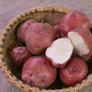 v-potato-red-pontiac